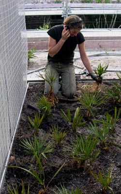 Planting Palmettos